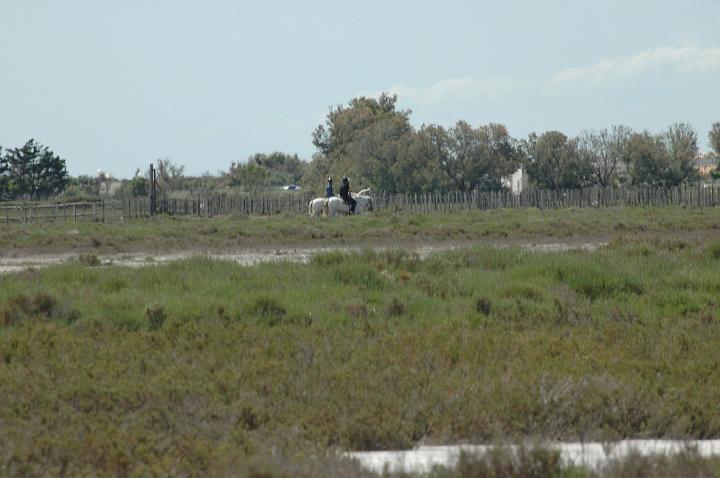 camargue (7)